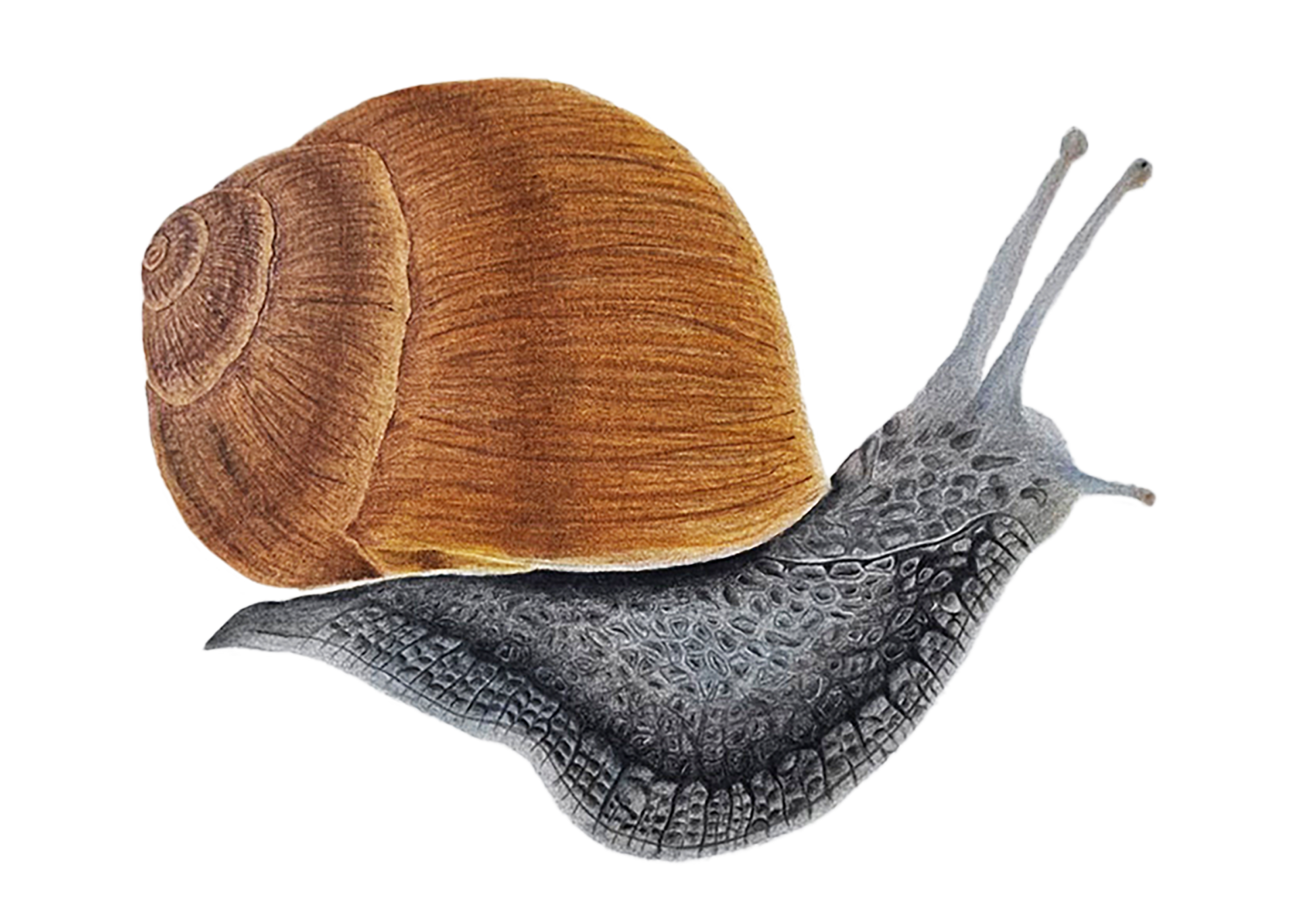 Polž – Barvna risba
